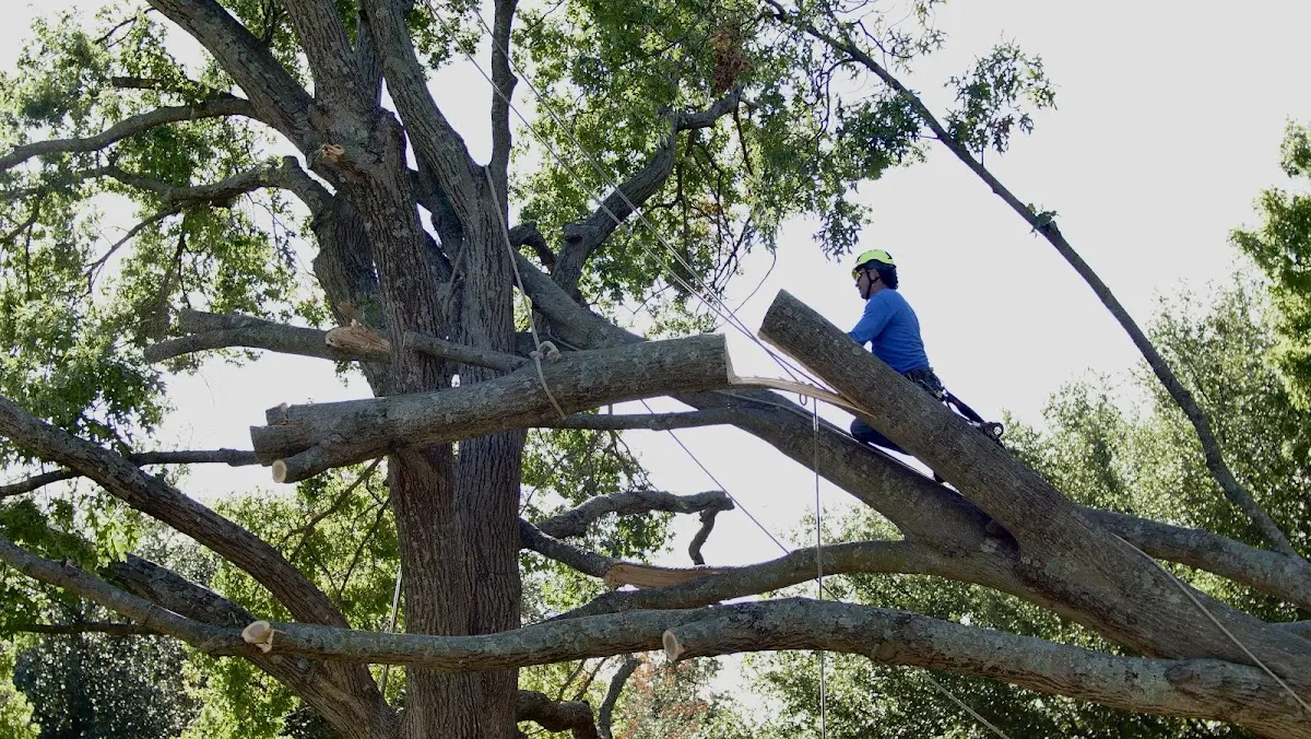 Professional Crown Thinning performed by certified arborists in Makawao