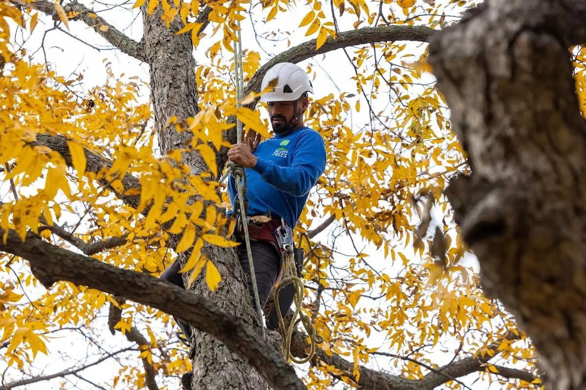 Skilled Tree Pruning crew working in Makawao
