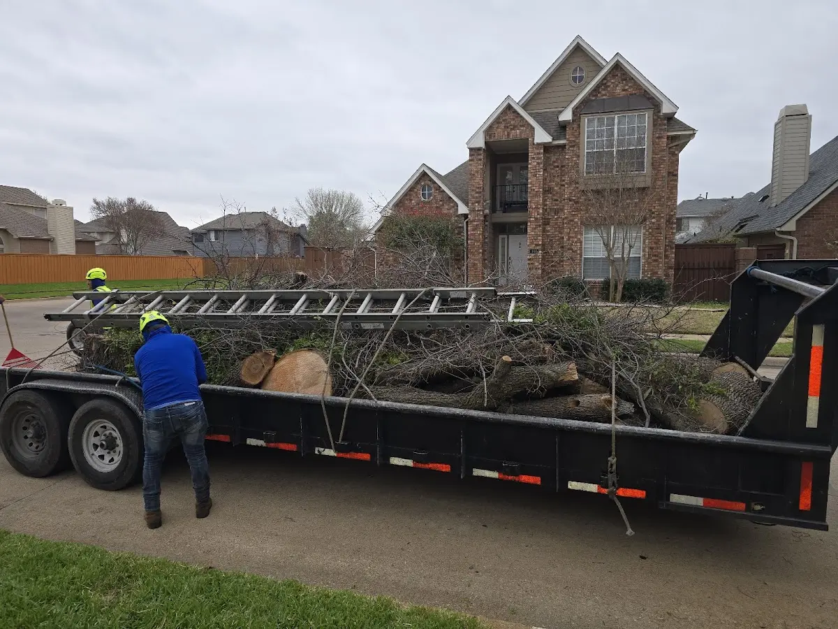 Expert Tree Removal with proper safety equipment in Makawao
